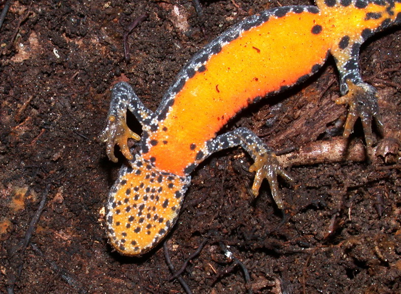 Tritone alpestre: Ichthyosaura alpestris (Laurenti, 1768)